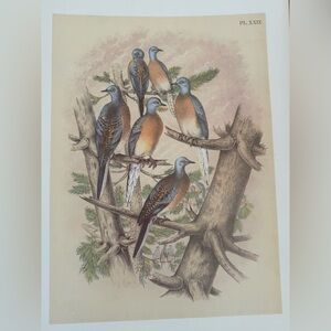 Vintage Bird Ornithological Botanical Print 🌿

Approximately 11 1/4” x 14 1/2”